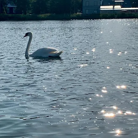 With The View! Проживание в семье *