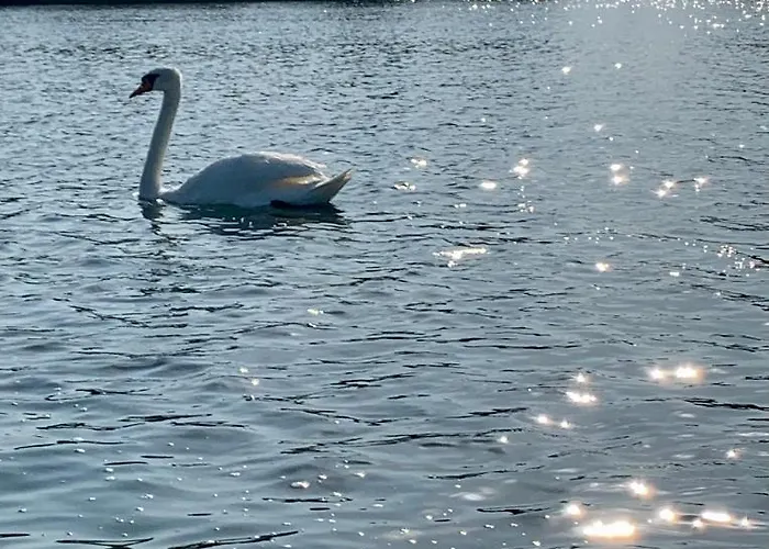 With The View! Проживание в семье *